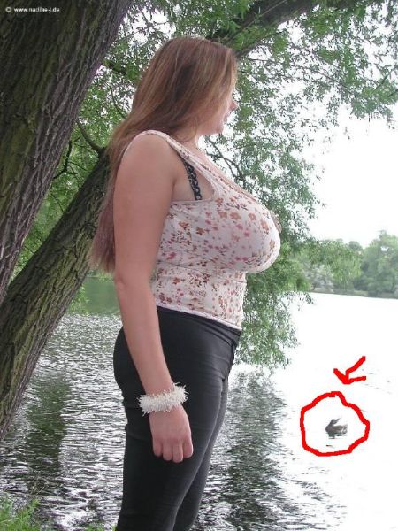 Duck 1.jpg