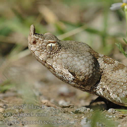 vipera_ammodytes_ae5235.jpg